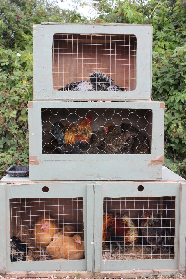 Chicken is wooden cages