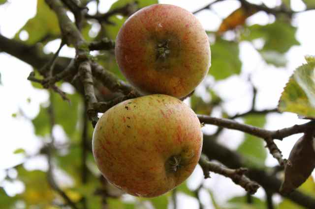 Apples on tree