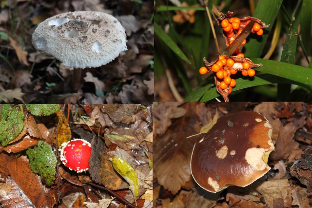 Berries and mushrooms
