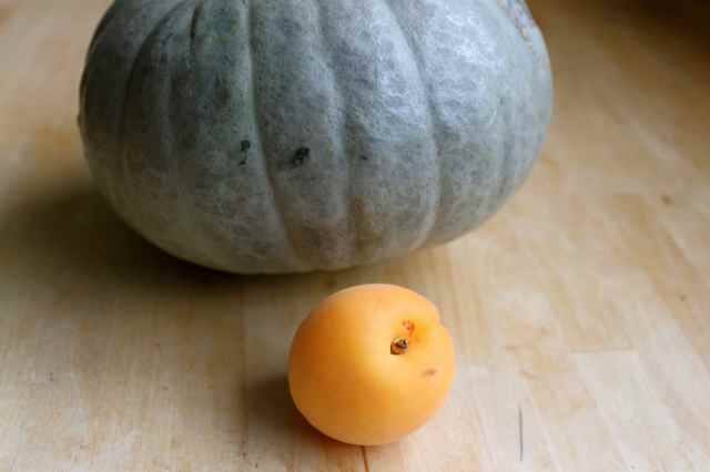 Crown Prince pumpkin and an apricot
