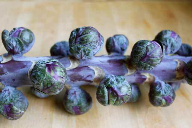 Purple Brussels