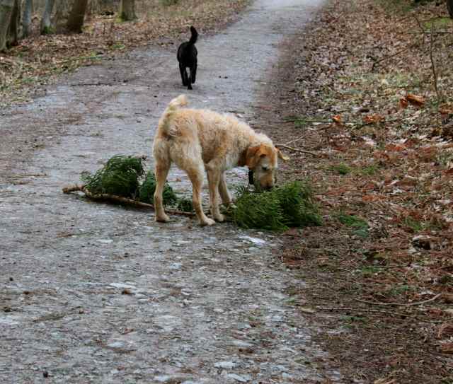 Branches on ground for dogs to sniff