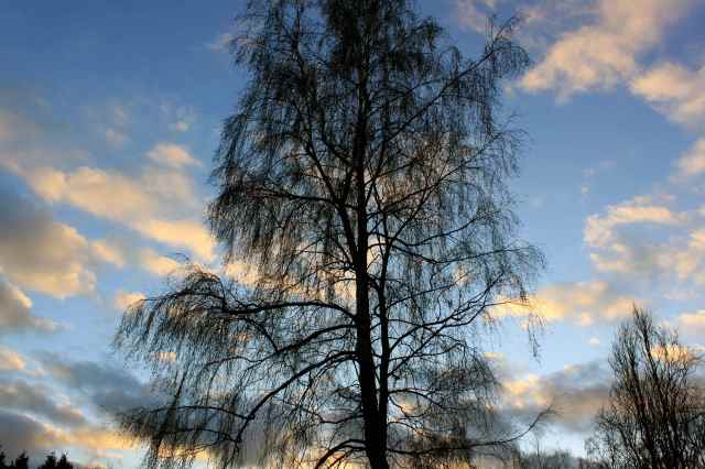 Tree against blue sky