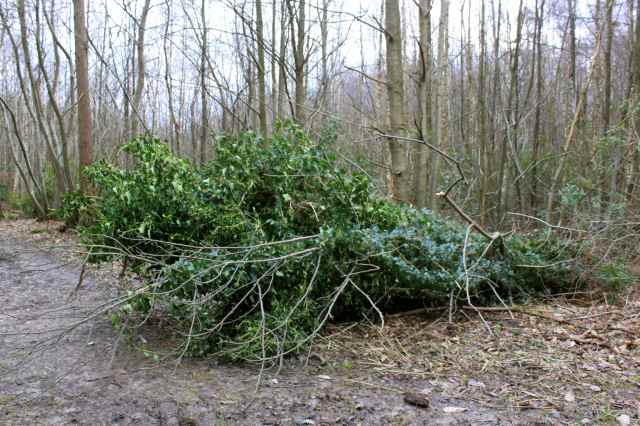 Tree covered in ivy down