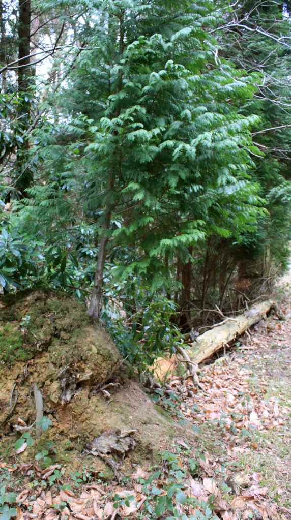 Tree growing on fallen tree