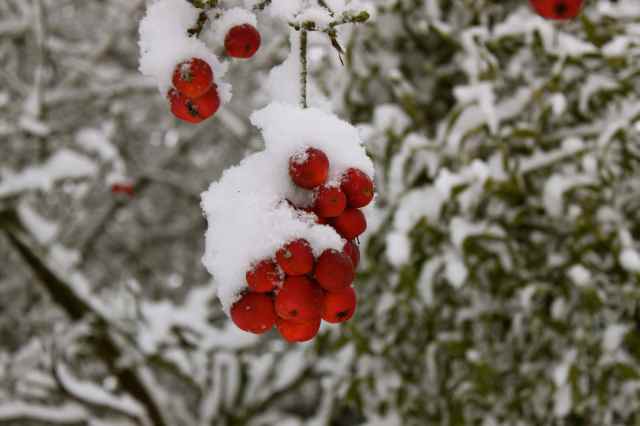 Crabapples in the snow 2