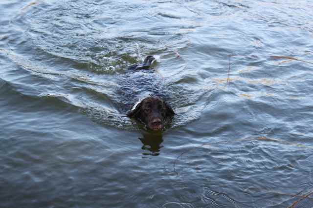 Crazy dog in cold water
