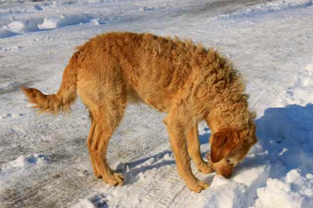 Dog eating snow