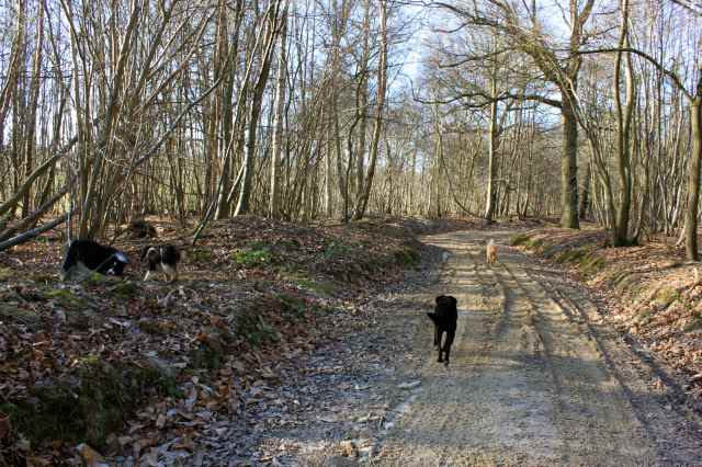 Dogs on frozen muddy track