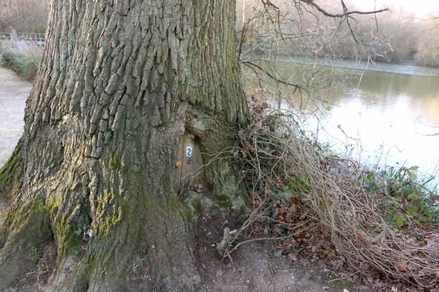 The tree with the cutest door