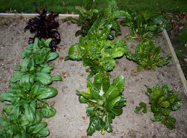 Green leaves in the veg beds