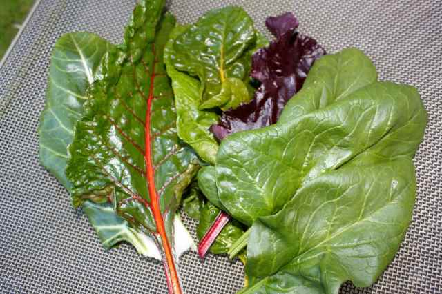 Green leaves on chair