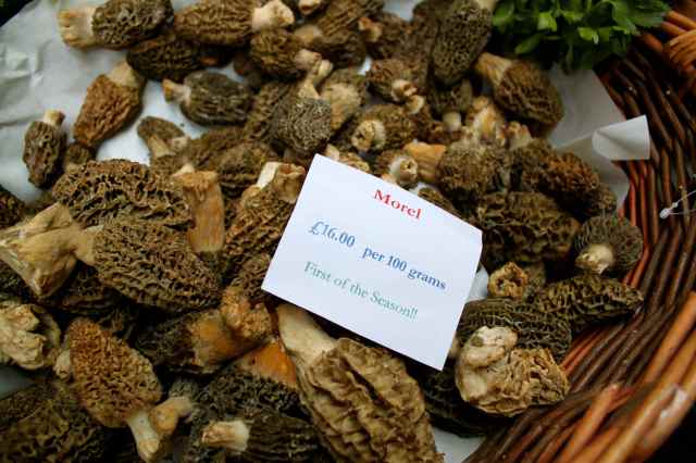 Morel