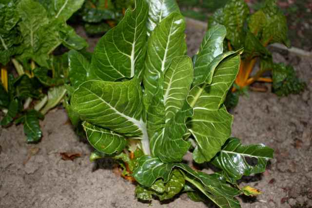 Swiss Chard in garden