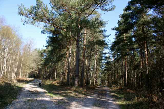 2 paths in the forest