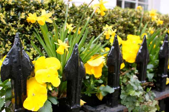 Spring flowers in London railings