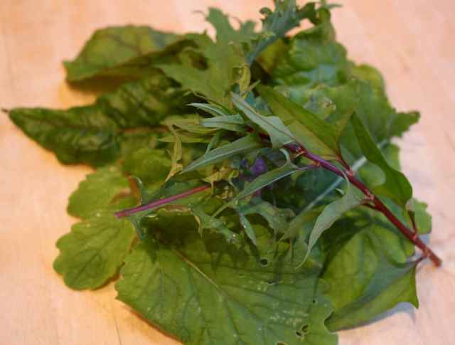 green leaves and stalks