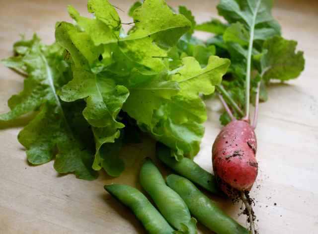 Lettuce, peas and radish