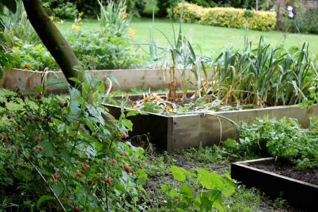 Raspberries in the veggie garden