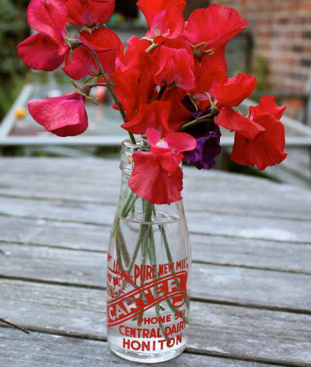 sweet peas in dairy pot