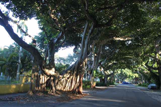 Banyan Trees 3