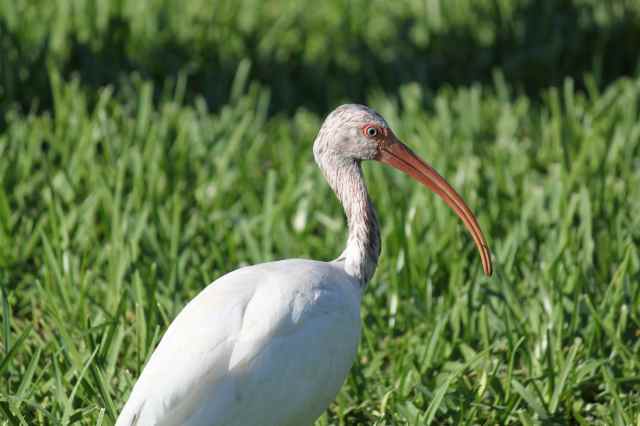Ibis