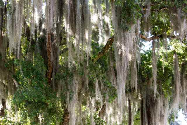 Spanish Moss