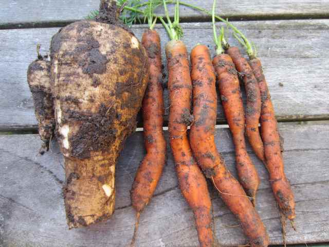 carrots and parsnips