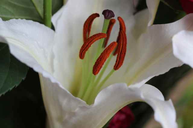 Lily close up