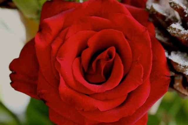 red rose close up