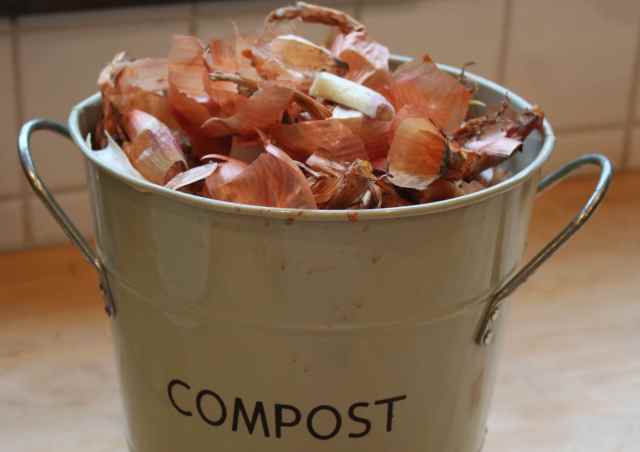 Shallots in compost