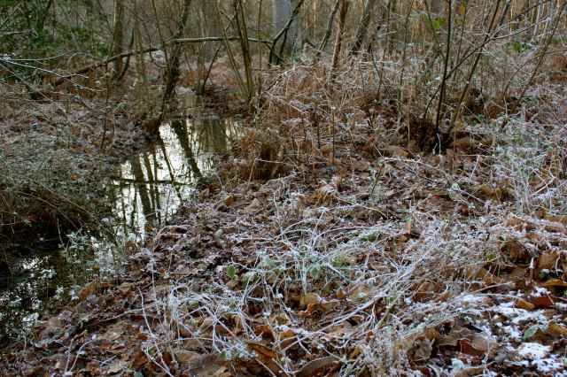 frosty beside stream