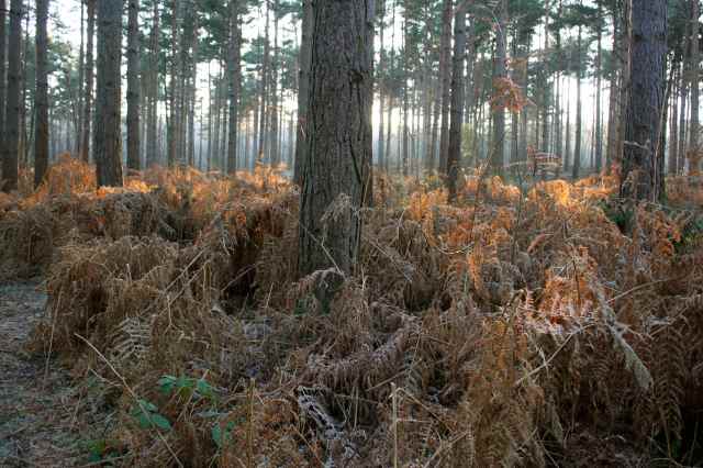 late afternoon sun on icy ferns