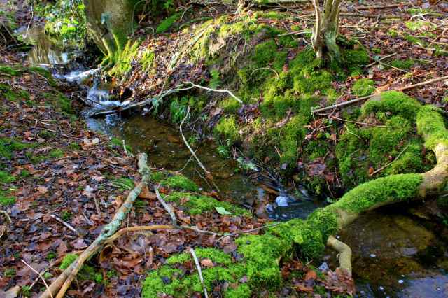 Moss and running water