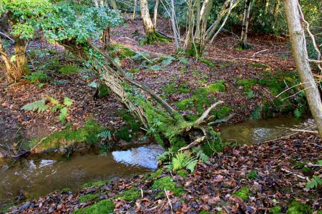 mossy tree bridge
