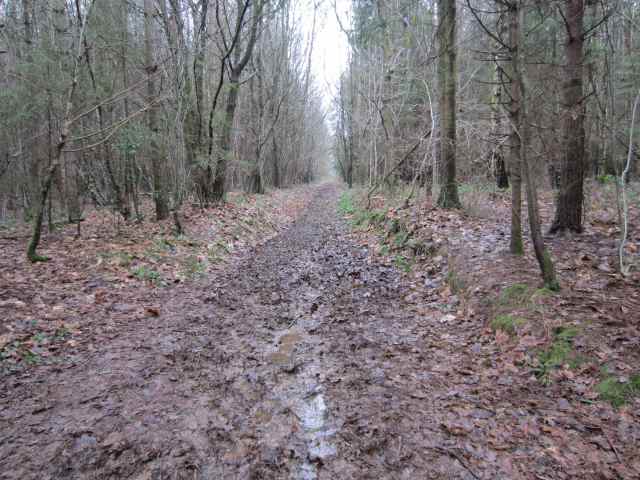 Muddy walk