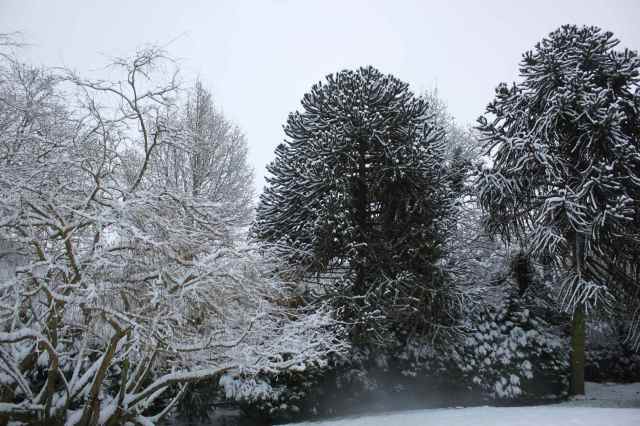 snow scene 2
