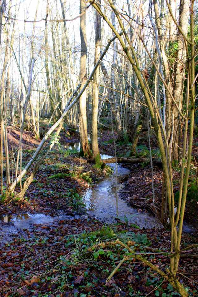 woodland water 1