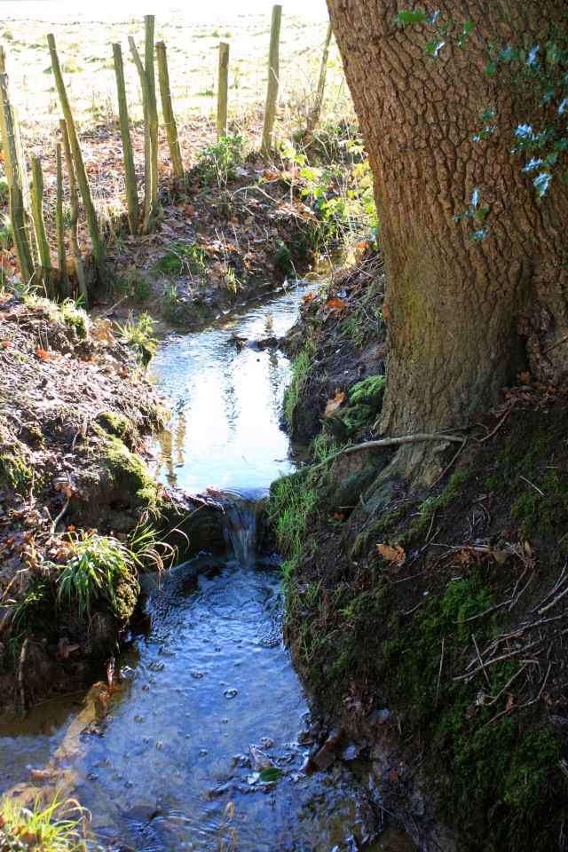 Woodland water