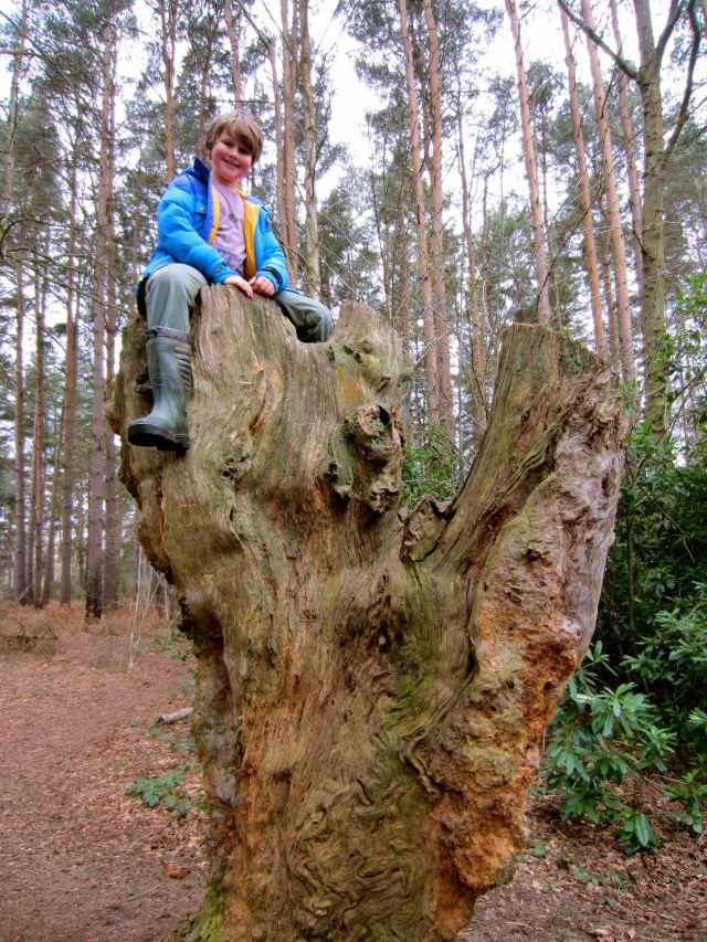 H on large tree stump