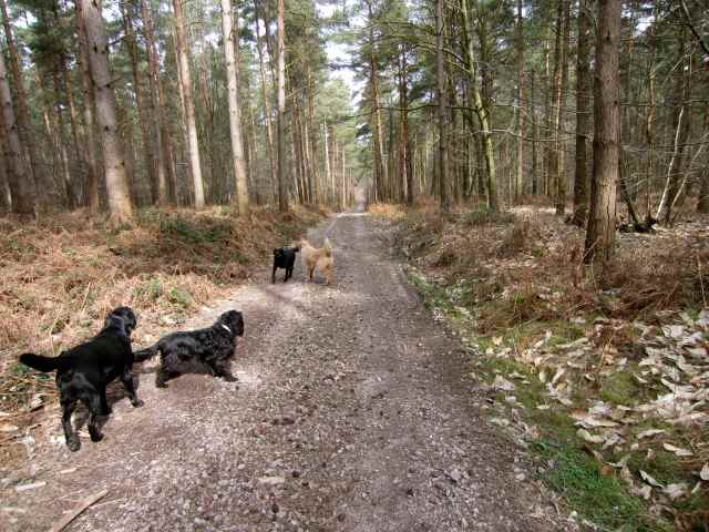 4 dogs in woods