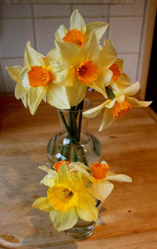 Dafs in 2 vases