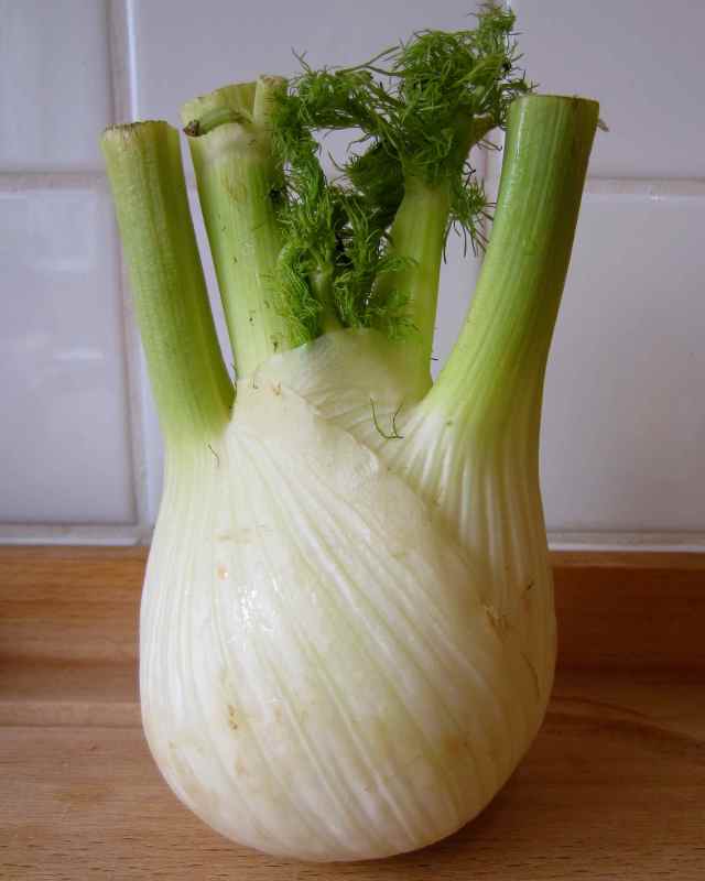 Fennel