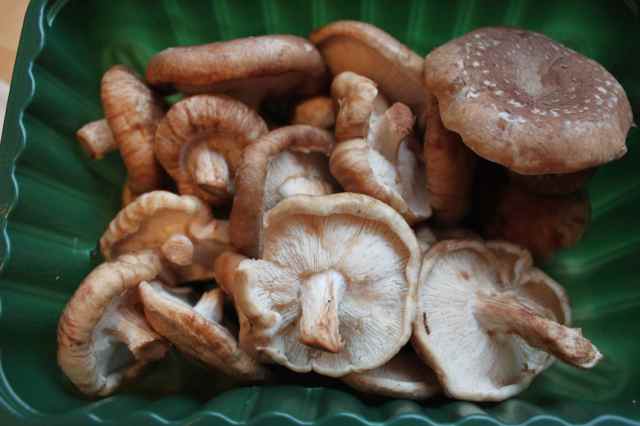 Shitake mushrooms