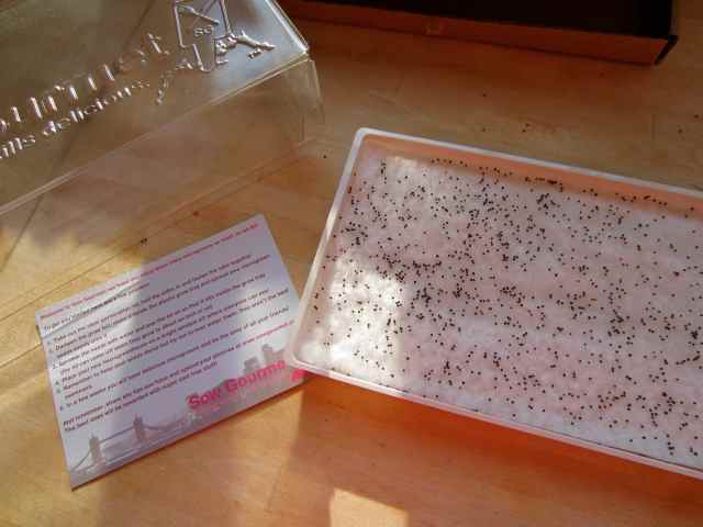 Sow Gourmet mustard seeds