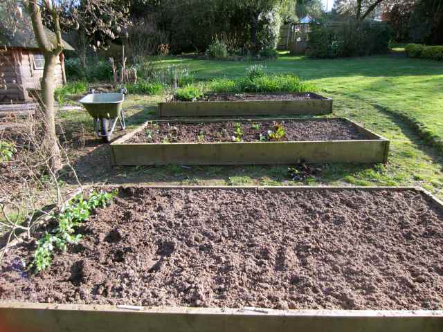 Veg beds April 2013