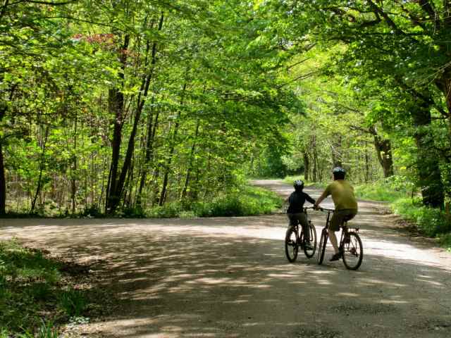 cycling in the forest