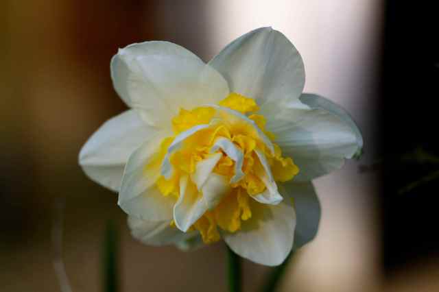 funky daffodil
