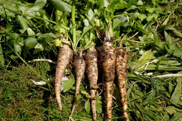 muddy parsnips