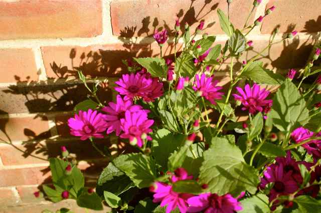 Senetti by brick wall